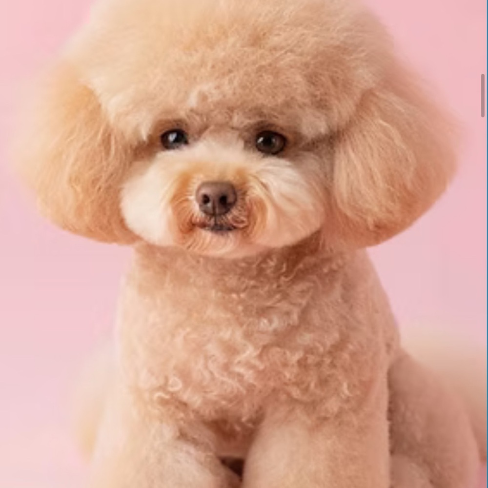 Meet your Posher, koolherk